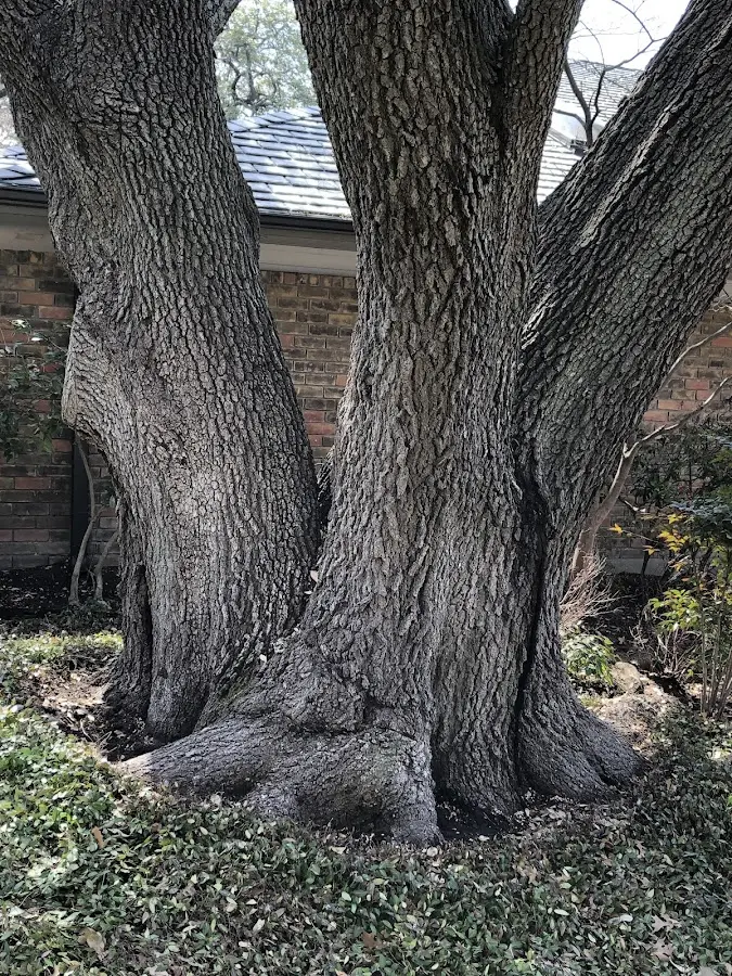 Mature heritage tree close to a Claryville property cared for by certified arborists
